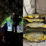 pesca ilegal