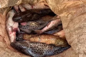 174154836767cdeb4f74dde