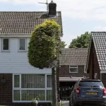 arvore cortada ao meio