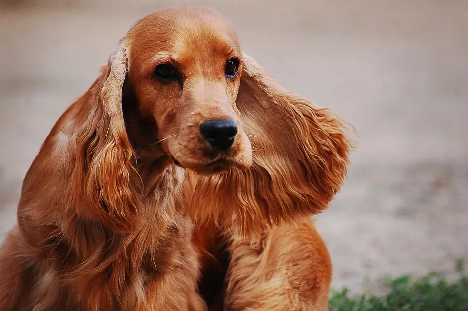 cocker-spaniel-english-2388265_960_720 (1)
