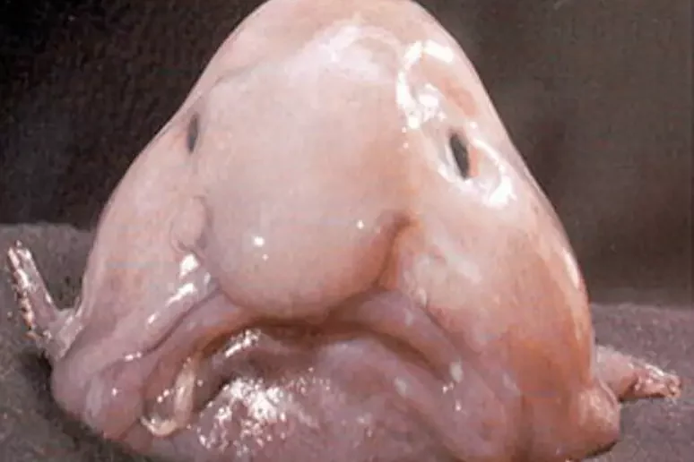 concurso-mais-feio-peixe-bolha-reproducao