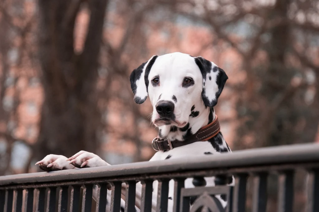 dalmatians-3210166_1280