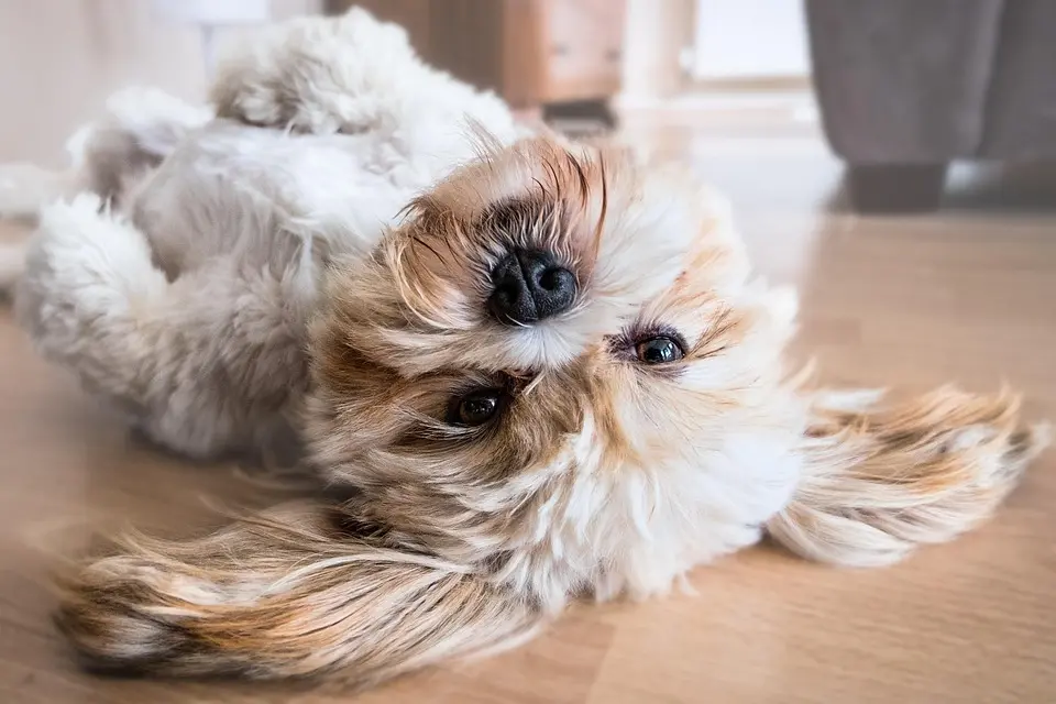 dog-2785077_960_720