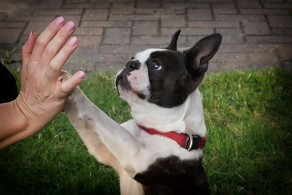 dog-3555375_960_720 (1)