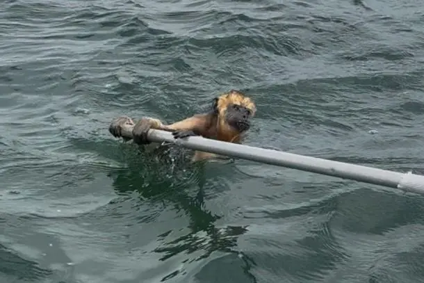 guia-turistico-resgata-macaco-tentando-atravessar-o-rio-parana-67d32ae30a05e