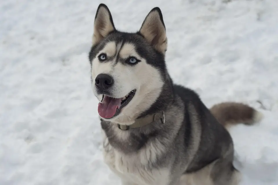 husky-2443664_960_720