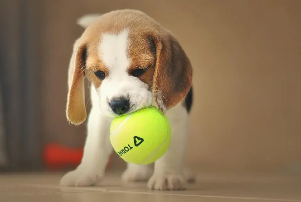 puppy-5246297_960_720