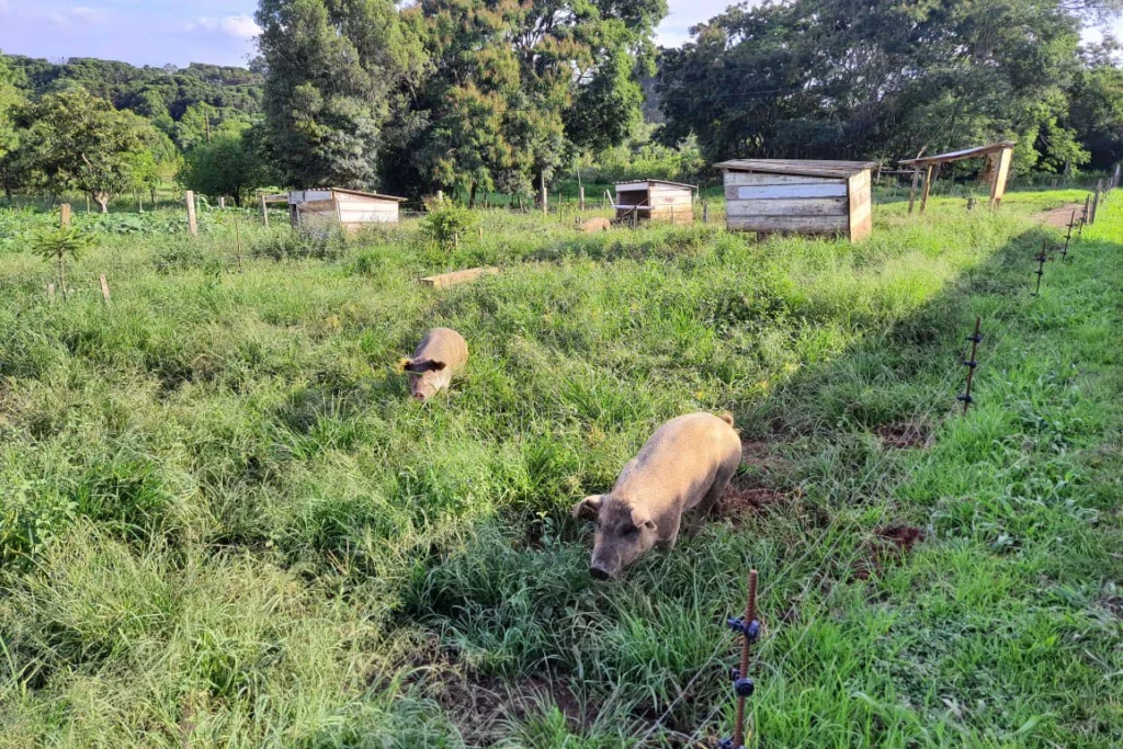 whatsapp_image_2025-03-25_at_13.42.05_1