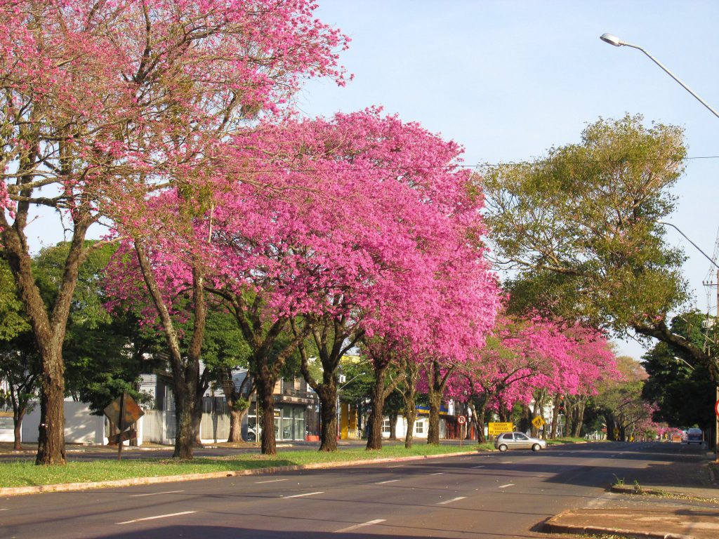 Avenida-Colombo-1024×768 (1)