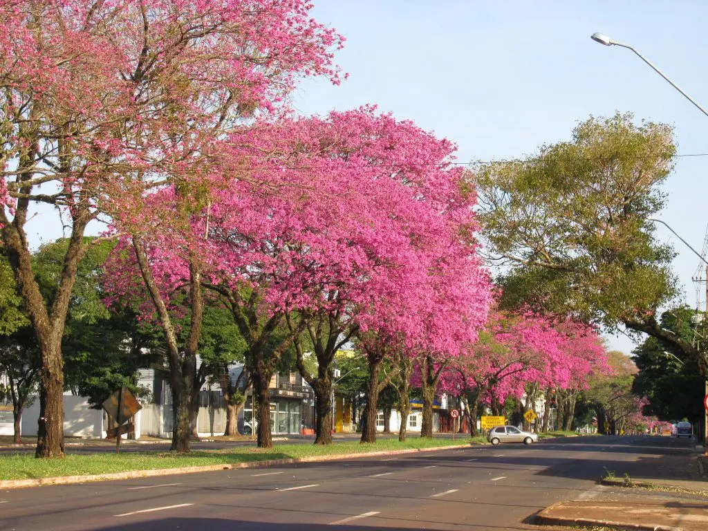 Avenida-Colombo-1024×768 (1)