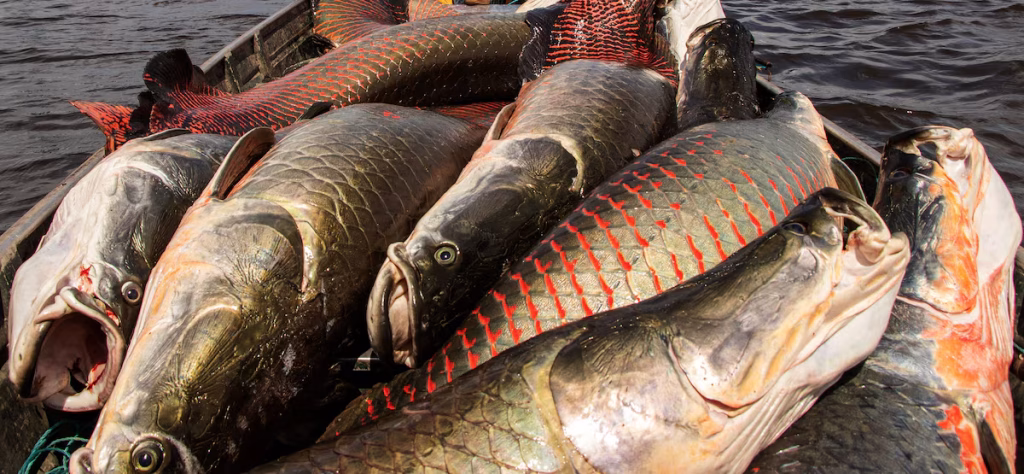 POGL3WP4GRD3RHKD7Y5OA32MCA