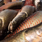 POGL3WP4GRD3RHKD7Y5OA32MCA