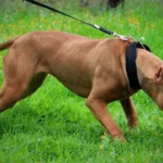 Pitbull_00570912_0_202504291511