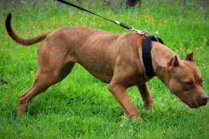 Pitbull_00570912_0_202504291511