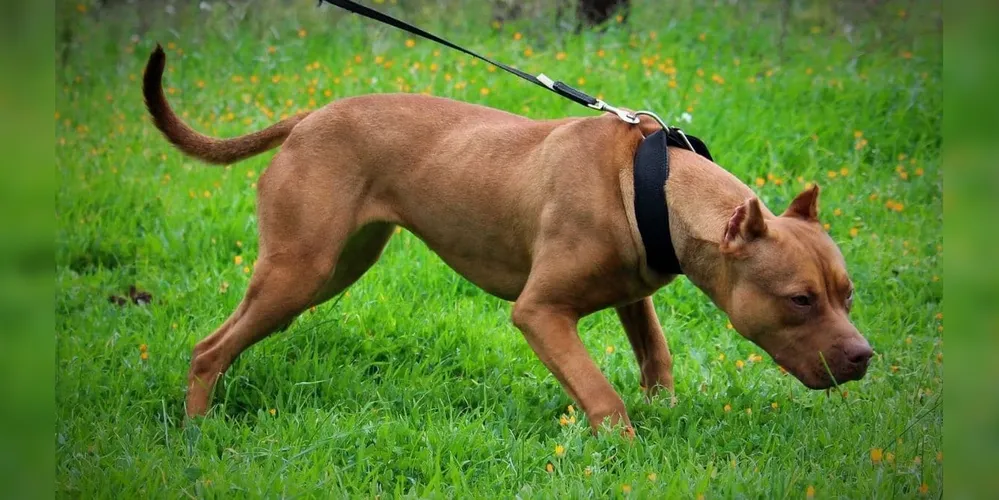 Pitbull_00570912_0_202504291511