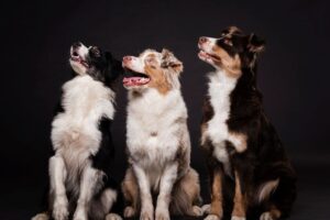 border collies são um dos cachorros mais inteligentes do mundo