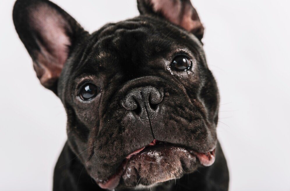bulldog