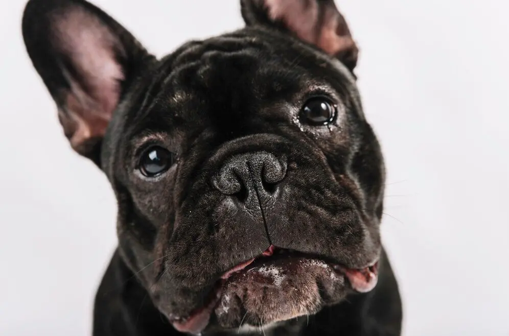 bulldog
