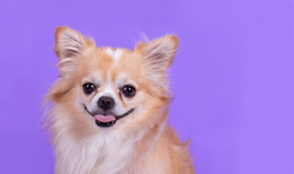 chiu