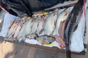 dupla-e-presa-e-multada-em-quase-r-5-mil-por-pesca-ilegal-em-monte-castelo-6808e1303b972