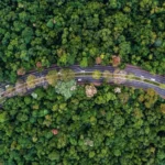 Custo para acabar com fila de remoção de árvores deve ultrapassar R$50 milhões