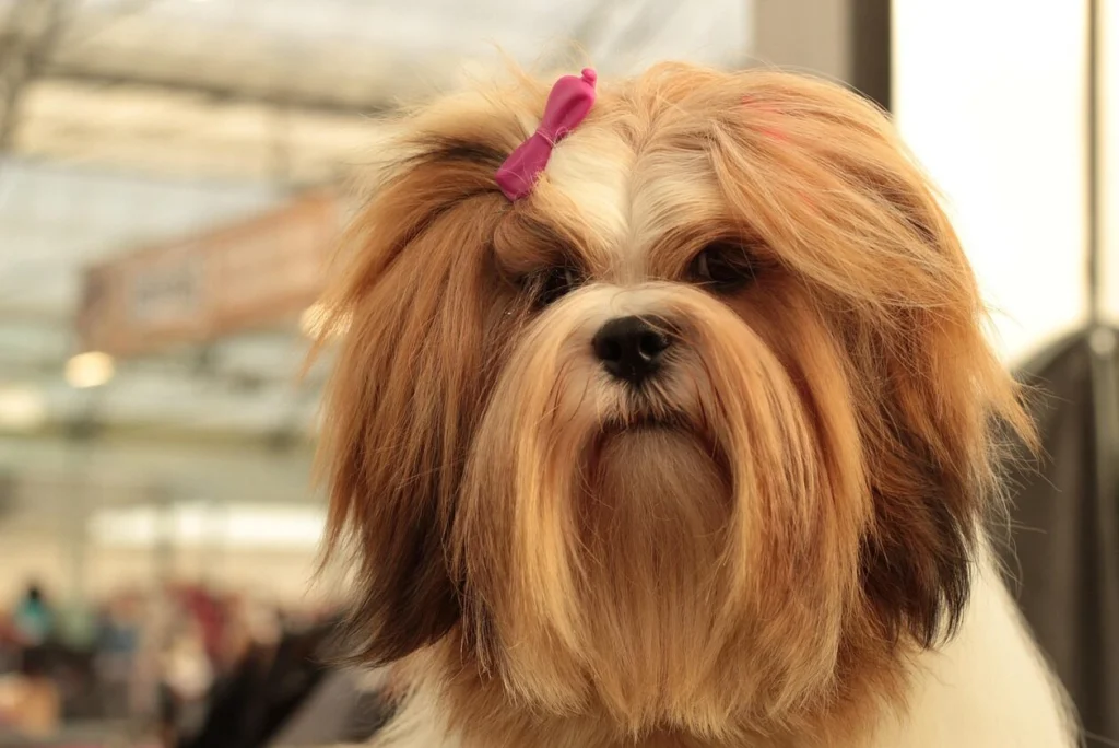 lhasa