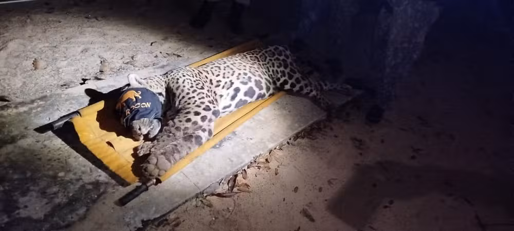 onça-pintada
