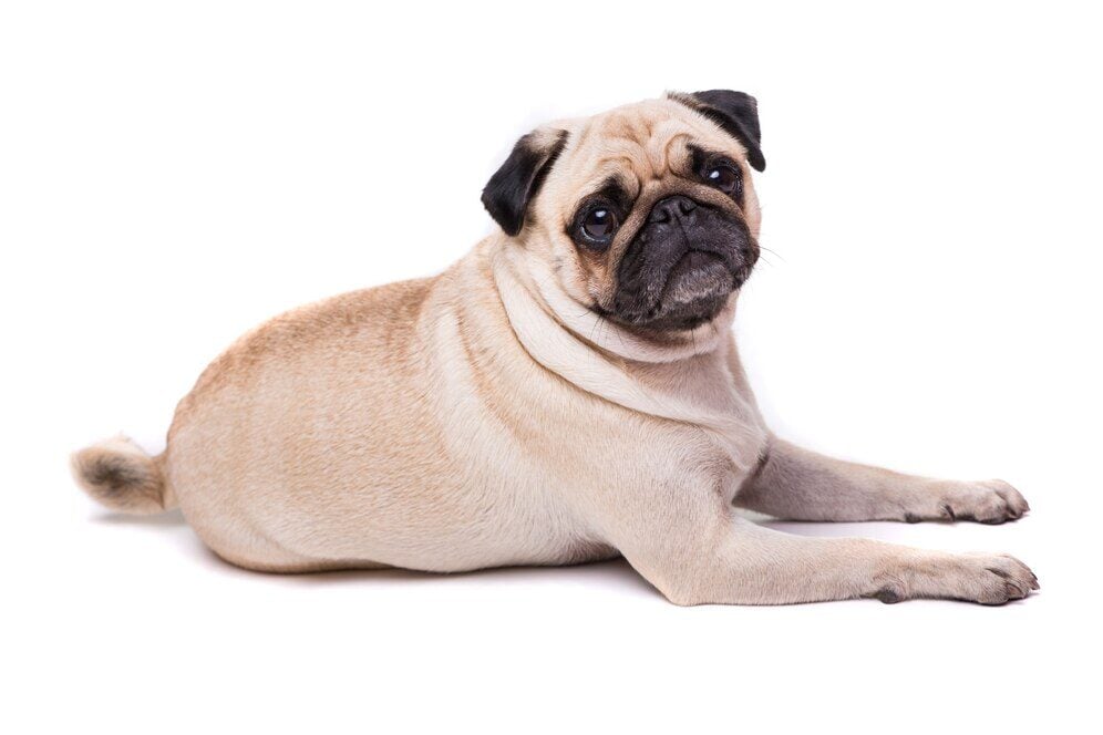 pug
