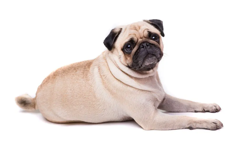 pug