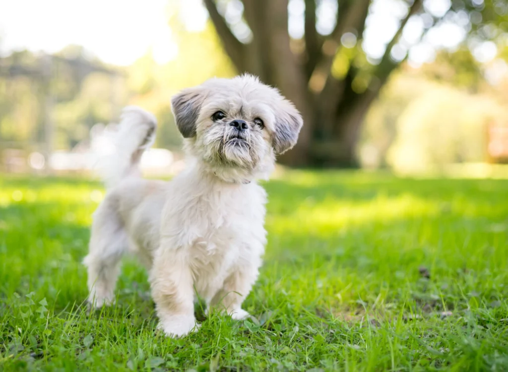 Shih Tzu