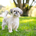 Shih Tzu