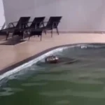 Capivara-