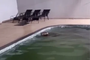 Capivara-