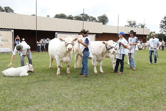 Imagem do WhatsApp de 2025-05-09 à(s) 09.04.08_738faa80