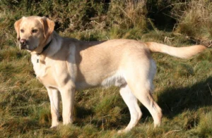 Labrador_on_Quantock_(2175262184)
