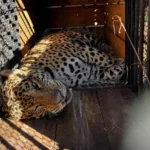 WhatsApp Image 2025-05-19 at 19.45.14