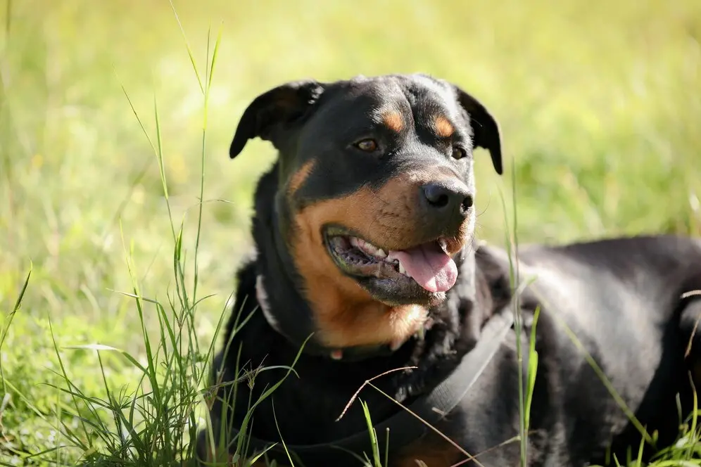 close-de-um-cachorro-rottweiler_181624-53364
