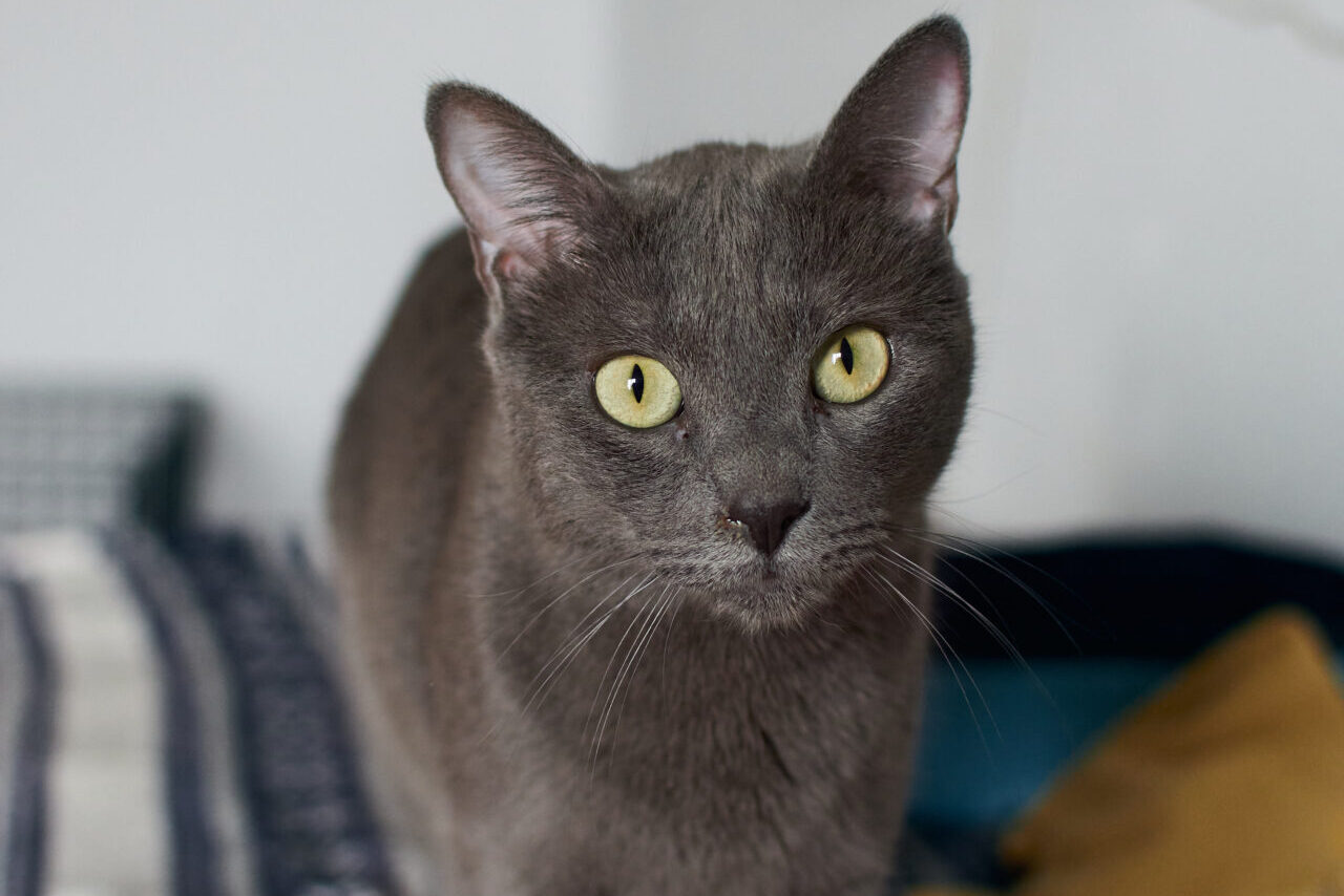 Closeup shot of a cute gray cat with bright green eyes