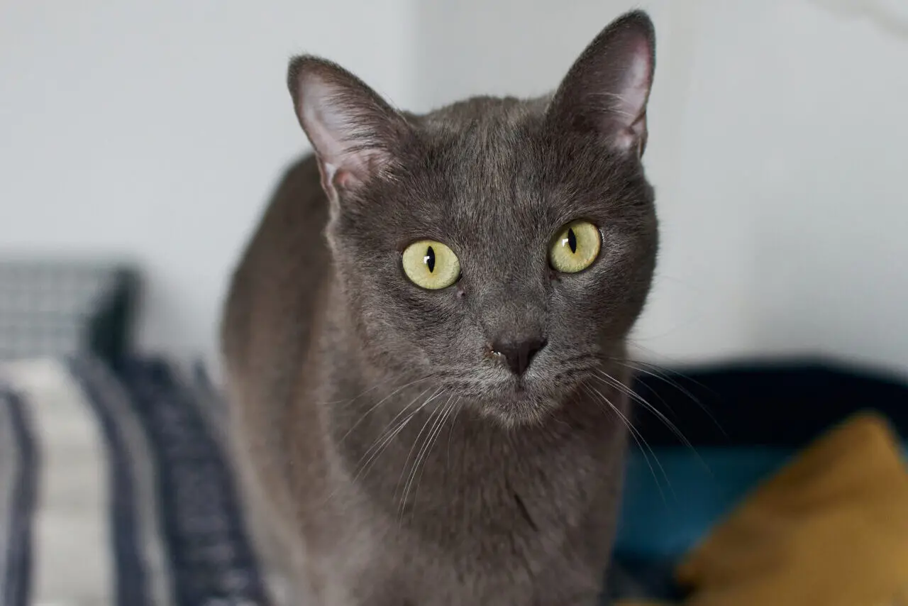 Closeup shot of a cute gray cat with bright green eyes