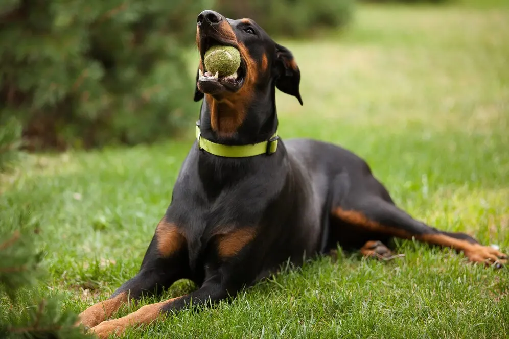 doberman-adulto-tipo-de-cachorro-deitado-na-grama-verde-e-mastigando-uma-bola-de-tenis_181624-1649