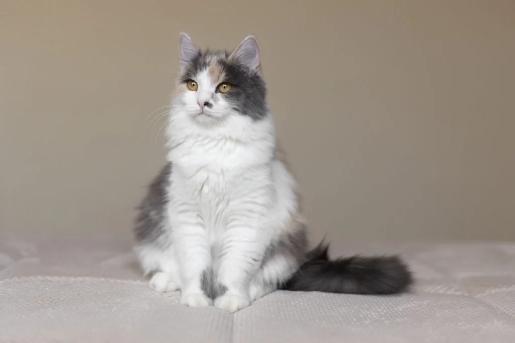 feche-o-retrato-no-lindo-gato