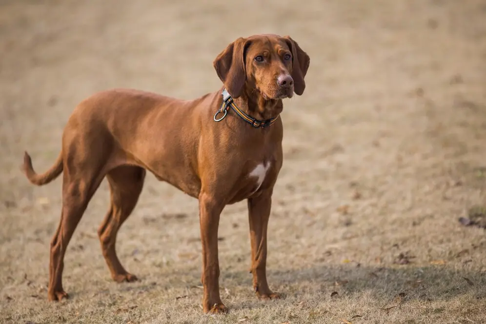 felizes-animal-estimacao-cachorros-tocando-parque_1359-286