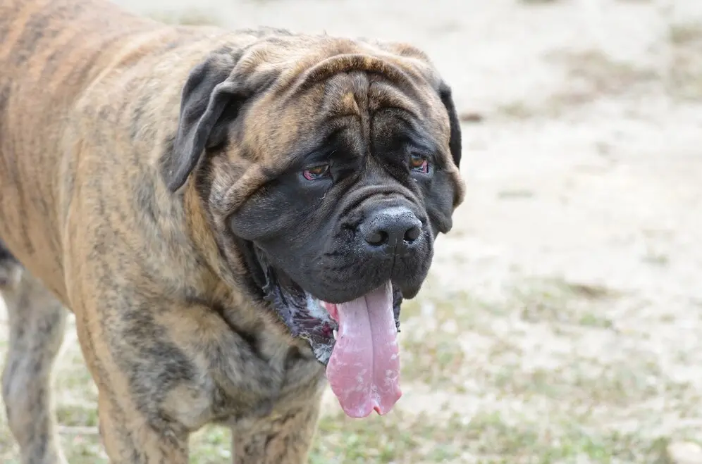 grande-cao-bullmastiff-com-uma-grande-lingua-para-fora_493961-499