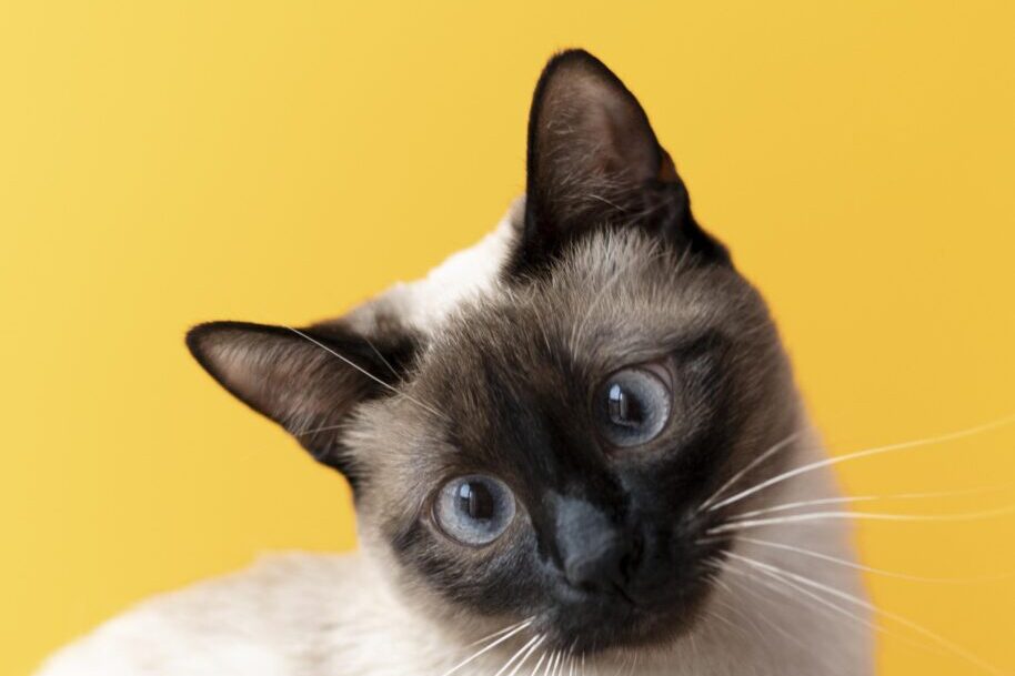 kitty-com-parede-monocromatica-atras-dela