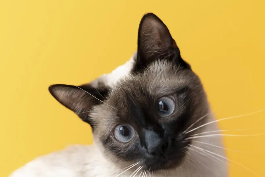 kitty-com-parede-monocromatica-atras-dela