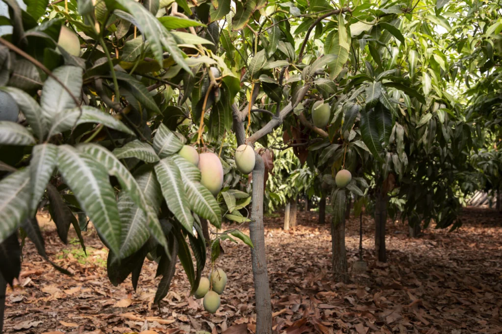 mangueiras-tropicais-com-frutas-deliciosas