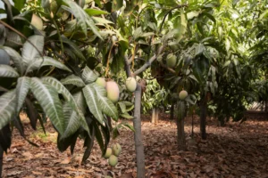 mangueiras-tropicais-com-frutas-deliciosas