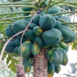 papaya-7017862_1280