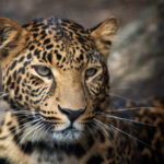Close up leopard portrait