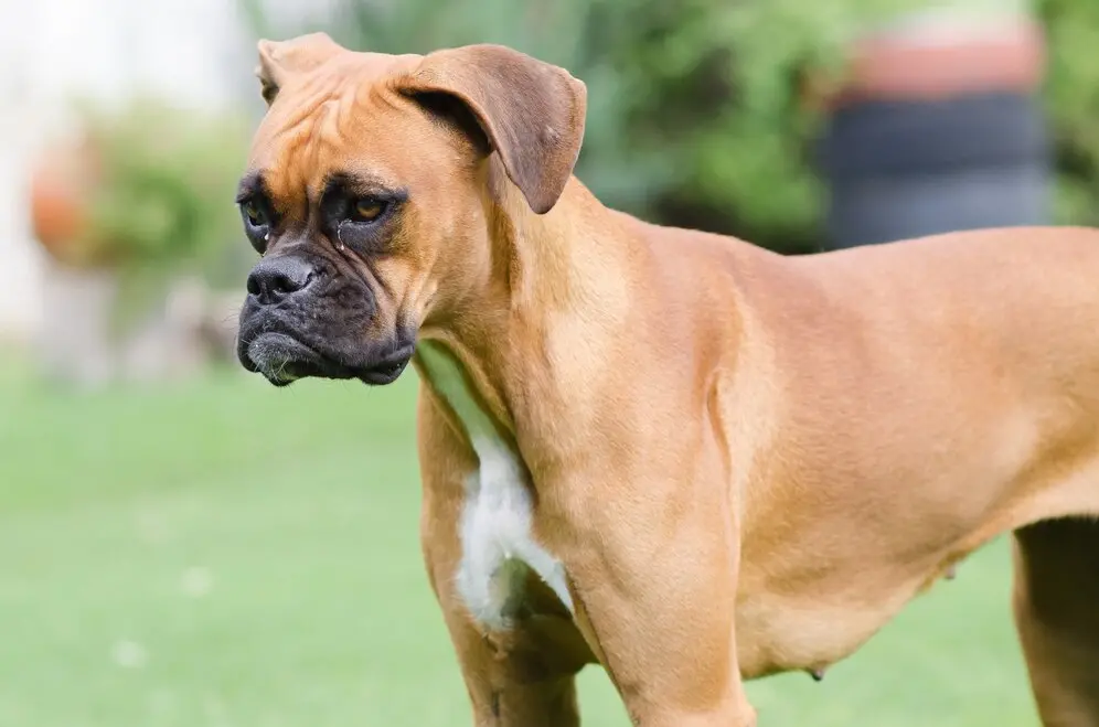 retrato-de-um-cao-boxer-fofo_181624-47633